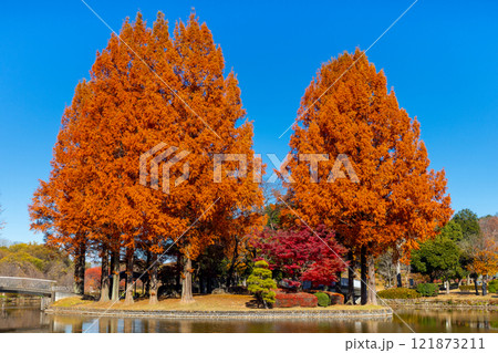 埼玉県上尾市平方 上尾丸山公園大池の中の島のメタセコイヤとモミジの紅葉 埼玉県上尾市平方 上尾丸山公園大池の中の島のメタセコイヤとモミジの紅葉 121873211