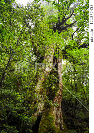 屋久島の大王株｜世界遺産の自然【縄文杉トレッキング】 121873458