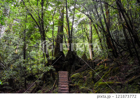 屋久島の豊かな森を歩く｜世界遺産の自然【縄文杉トレッキング】 121873772
