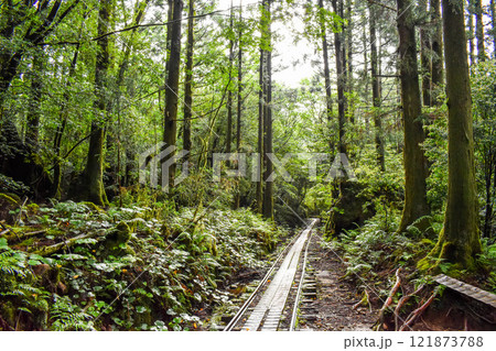 屋久島の豊かな森を歩く｜世界遺産の自然【縄文杉トレッキング】 121873788