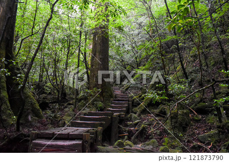 屋久島の豊かな森を歩く｜世界遺産の自然【縄文杉トレッキング】 121873790