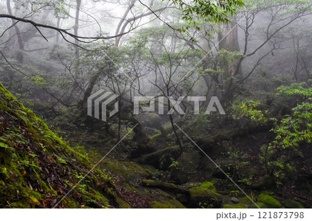 屋久島の豊かな森を歩く｜世界遺産の自然【縄文杉トレッキング】 121873798