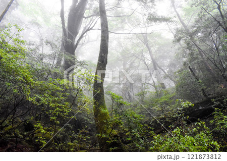 屋久島の豊かな森を歩く｜世界遺産の自然【縄文杉トレッキング】 121873812