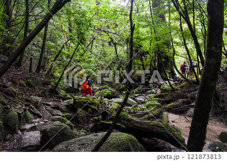屋久島の豊かな森を歩く｜世界遺産の自然【縄文杉トレッキング】 121873813