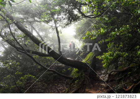 屋久島の豊かな森を歩く｜世界遺産の自然【縄文杉トレッキング】 121873823
