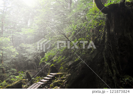 屋久島の豊かな森を歩く|世界遺産の自然【縄文杉トレッキング】 屋久島の豊かな森を歩く|世界遺産の自然【縄文杉トレッキング】 121873824