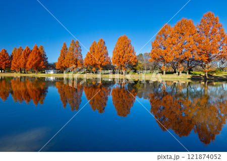 埼玉県川越市池辺　川越水上公園　ボート池周りのメタセコイヤ並木の紅葉と池の水鏡 121874052