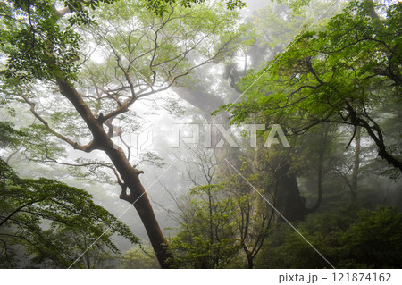 屋久島｜霧の中の雄大な縄文杉｜世界遺産の自然【トレッキング・ハイキングのゴール】 121874162