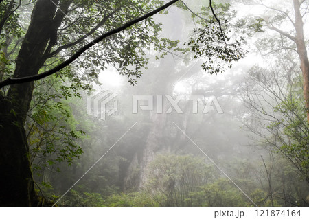 屋久島｜霧の中の雄大な縄文杉｜世界遺産の自然【トレッキング・ハイキングのゴール】 121874164