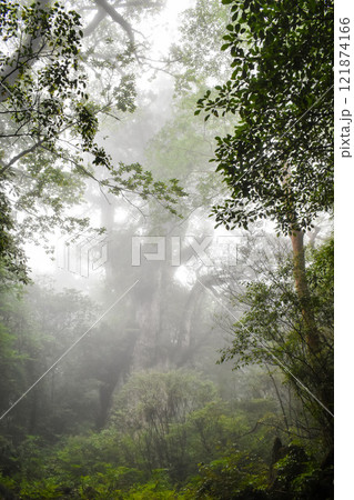 屋久島｜霧の中の雄大な縄文杉｜世界遺産の自然【トレッキング・ハイキングのゴール】 121874166