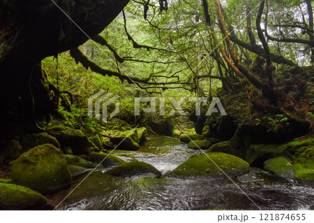 屋久島の白谷雲水峡ハイキング｜世界遺産の自然と鬱蒼とした神秘的な森【もののけ姫の森の聖地巡礼】 121874655