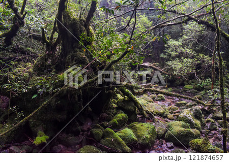 屋久島の白谷雲水峡ハイキング|世界遺産の自然と鬱蒼とした神秘的な森【もののけ姫の森の聖地巡礼】 屋久島の白谷雲水峡ハイキング|世界遺産の自然と鬱蒼とした神秘的な森【もののけ姫の森の聖地巡礼】 121874657