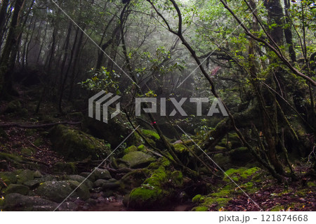 屋久島の白谷雲水峡ハイキング｜世界遺産の自然と鬱蒼とした神秘的な森【もののけ姫の森の聖地巡礼】 121874668