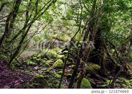 屋久島の白谷雲水峡ハイキング｜世界遺産の自然と鬱蒼とした神秘的な森【もののけ姫の森の聖地巡礼】 121874669