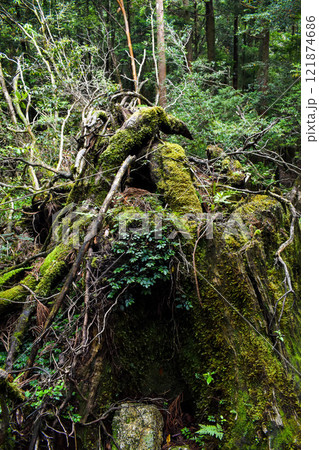 屋久島の白谷雲水峡ハイキング｜世界遺産の自然と鬱蒼とした神秘的な森【もののけ姫の森の聖地巡礼】 121874686