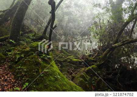 屋久島の白谷雲水峡ハイキング｜世界遺産の自然と鬱蒼とした神秘的な森【もののけ姫の森の聖地巡礼】 121874702