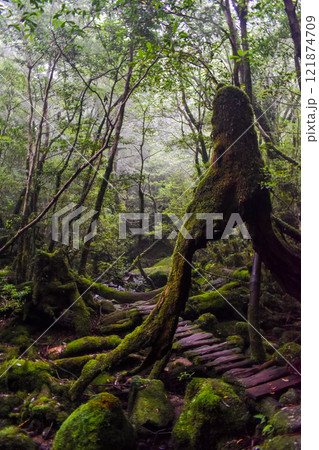 【人型の不思議な杉】屋久島の白谷雲水峡ハイキング｜世界遺産の自然と鬱蒼とした幻想的なもののけ姫の森 121874709