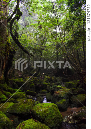 屋久島の白谷雲水峡ハイキング｜世界遺産の自然と鬱蒼とした神秘的な森【もののけ姫の森の聖地巡礼】 121874729