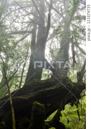 屋久島の白谷雲水峡ハイキング｜世界遺産の自然と鬱蒼とした神秘的な森【もののけ姫の森の聖地巡礼】 121874735