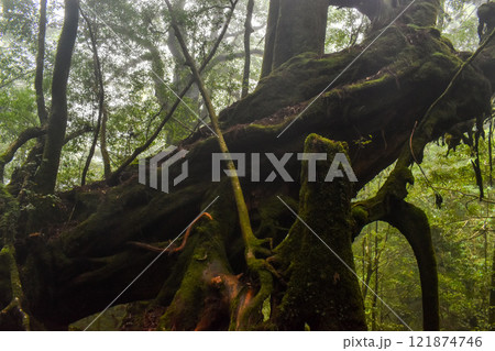 屋久島の白谷雲水峡ハイキング｜世界遺産の自然と鬱蒼とした神秘的な森【もののけ姫の森の聖地巡礼】 121874746