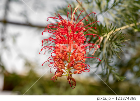 Bright red Grevillea 'Robyn Gordon' flower from the Proteaceae family, growing in Queensland, Australia, showcasing its intricate petal design 121874869