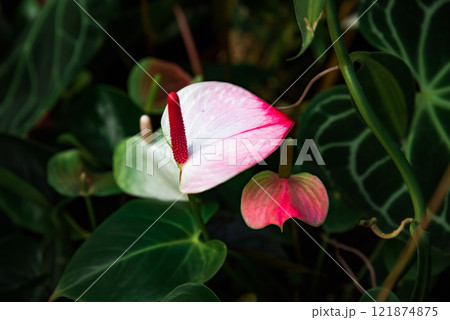 Pink and white Anthurium andreanum flower, variety Princess Amalia Elegance, with a red spadix, surrounded by lush green leaves in natural light 121874875
