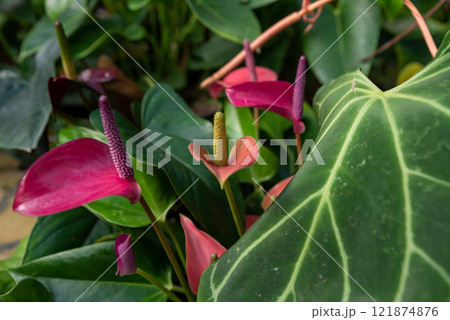 Bright pink Anthurium andraeanum flowers, variety Arizona, with purple and yellow spadices, surrounded by glossy green leaves in a natural setting 121874876