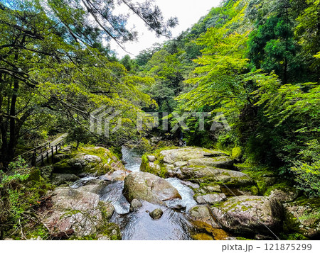 屋久島の白谷雲水峡ハイキング｜世界遺産の自然と鬱蒼とした神秘的な森【もののけ姫の森の聖地巡礼】 121875299