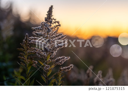 朝日に照らされる草 121875315