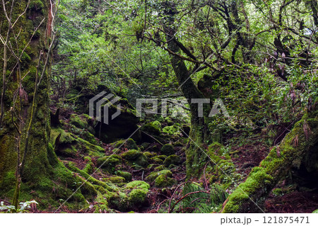 屋久島の白谷雲水峡ハイキング|鬱蒼とした世界遺産の自然と幻想的で神秘的なもののけ姫の森【聖地巡礼】 屋久島の白谷雲水峡ハイキング|鬱蒼とした世界遺産の自然と幻想的で神秘的なもののけ姫の森【聖地巡礼】 121875471