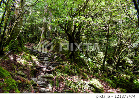 屋久島の白谷雲水峡ハイキング｜鬱蒼とした世界遺産の自然と幻想的で神秘的なもののけ姫の森【聖地巡礼】 121875474