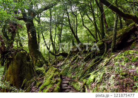 屋久島の白谷雲水峡ハイキング｜鬱蒼とした世界遺産の自然と幻想的で神秘的なもののけ姫の森【聖地巡礼】 121875477
