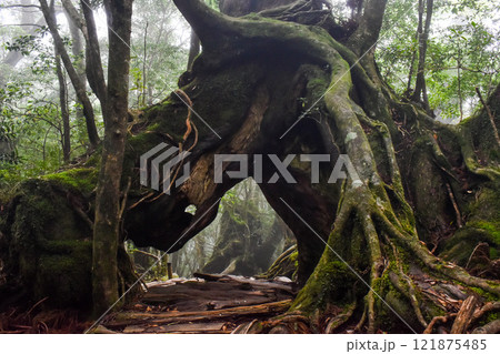 屋久島の白谷雲水峡ハイキング|鬱蒼とした世界遺産の自然と幻想的で神秘的なもののけ姫の森【聖地巡礼】 屋久島の白谷雲水峡ハイキング|鬱蒼とした世界遺産の自然と幻想的で神秘的なもののけ姫の森【聖地巡礼】 121875485