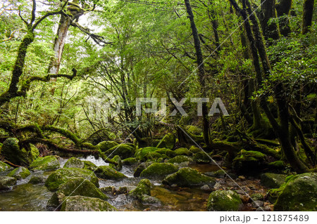 屋久島の白谷雲水峡ハイキング｜鬱蒼とした世界遺産の自然と幻想的で神秘的なもののけ姫の森【聖地巡礼】 121875489