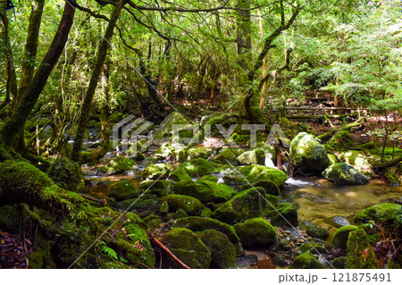 屋久島の白谷雲水峡ハイキング|鬱蒼とした世界遺産の自然と幻想的で神秘的なもののけ姫の森【聖地巡礼】 屋久島の白谷雲水峡ハイキング|鬱蒼とした世界遺産の自然と幻想的で神秘的なもののけ姫の森【聖地巡礼】 121875491