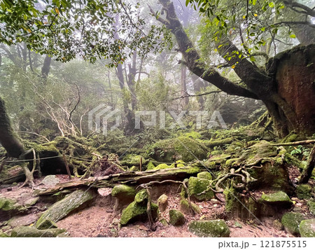 屋久島の白谷雲水峡ハイキング|鬱蒼とした世界遺産の自然と幻想的で神秘的なもののけ姫の森【聖地巡礼】 屋久島の白谷雲水峡ハイキング|鬱蒼とした世界遺産の自然と幻想的で神秘的なもののけ姫の森【聖地巡礼】 121875515