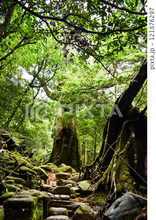 屋久島の白谷雲水峡ハイキング｜世界遺産の自然といのち溢れる神秘的な森の風景｜もののけ姫の森と生命の杉 121876297