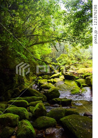 屋久島の白谷雲水峡ハイキング｜世界遺産の自然といのち溢れる神秘的な森の風景【もののけ姫の森の聖地巡礼 121876298