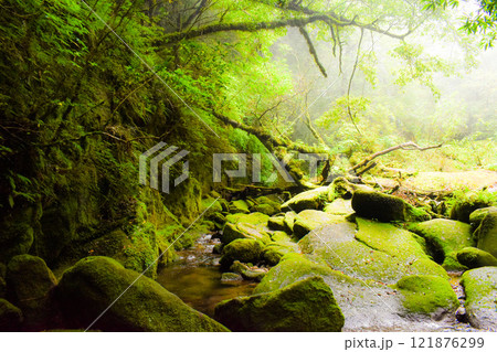 屋久島の白谷雲水峡ハイキング｜世界遺産の自然と幻想的で神秘的な森の風景【もののけ姫の森の聖地巡礼 121876299