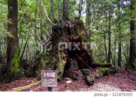 屋久島の白谷雲水峡ハイキング｜世界遺産の自然といのち溢れるもののけ姫の森の聖地巡礼【屋久杉の足】 121876303