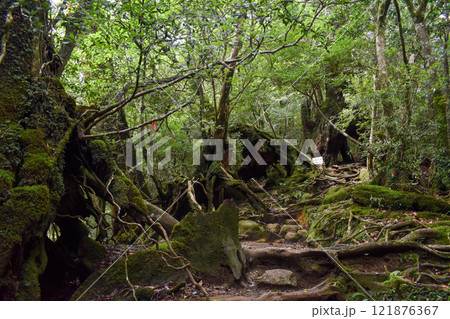 屋久島の白谷雲水峡ハイキング|世界遺産の自然といのち溢れるもののけ姫の森の聖地巡礼【聳え立つ屋久杉】 屋久島の白谷雲水峡ハイキング|世界遺産の自然といのち溢れるもののけ姫の森の聖地巡礼【聳え立つ屋久杉】 121876367