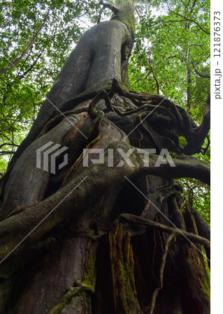 屋久島の白谷雲水峡ハイキング|世界遺産の自然といのち溢れるもののけ姫の森の聖地巡礼【聳え立つ屋久杉】 屋久島の白谷雲水峡ハイキング|世界遺産の自然といのち溢れるもののけ姫の森の聖地巡礼【聳え立つ屋久杉】 121876373
