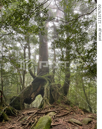 屋久島の白谷雲水峡ハイキング｜鬱蒼とした世界遺産の自然と幻想的で神秘的なもののけ姫の森【聖地巡礼】 121876700