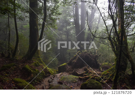 屋久島の白谷雲水峡ハイキング｜鬱蒼とした世界遺産の自然と幻想的で神秘的なもののけ姫の森【聖地巡礼】 121876720