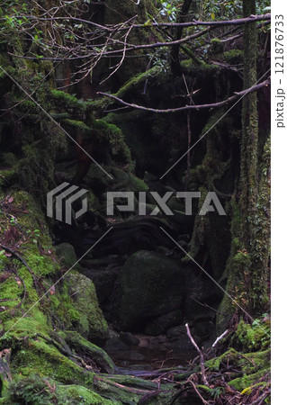 屋久島の白谷雲水峡ハイキング｜鬱蒼とした世界遺産の自然と幻想的で神秘的なもののけ姫の森【聖地巡礼】 121876733