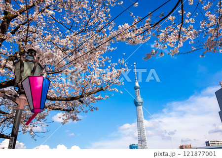 春の東京・隅田公園で見た、青空に映える満開の桜とスカイツリー 春の東京・隅田公園で見た、青空に映える満開の桜とスカイツリー 121877001