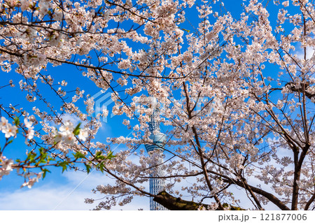 春の東京・隅田公園で見た、青空に映える満開の桜 121877006