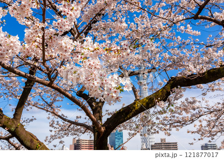 春の東京・隅田公園で見た、青空に映える満開の桜 121877017