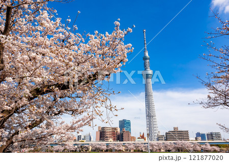 春の東京・隅田公園で見た、青空に映える満開の桜とスカイツリー 春の東京・隅田公園で見た、青空に映える満開の桜とスカイツリー 121877020