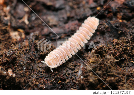 朽木の中に潜む若い薄ピンク色のマクラギヤスデ(ストロボ+マクロ撮影) 朽木の中に潜む若い薄ピンク色のマクラギヤスデ(ストロボ+マクロ撮影) 121877197